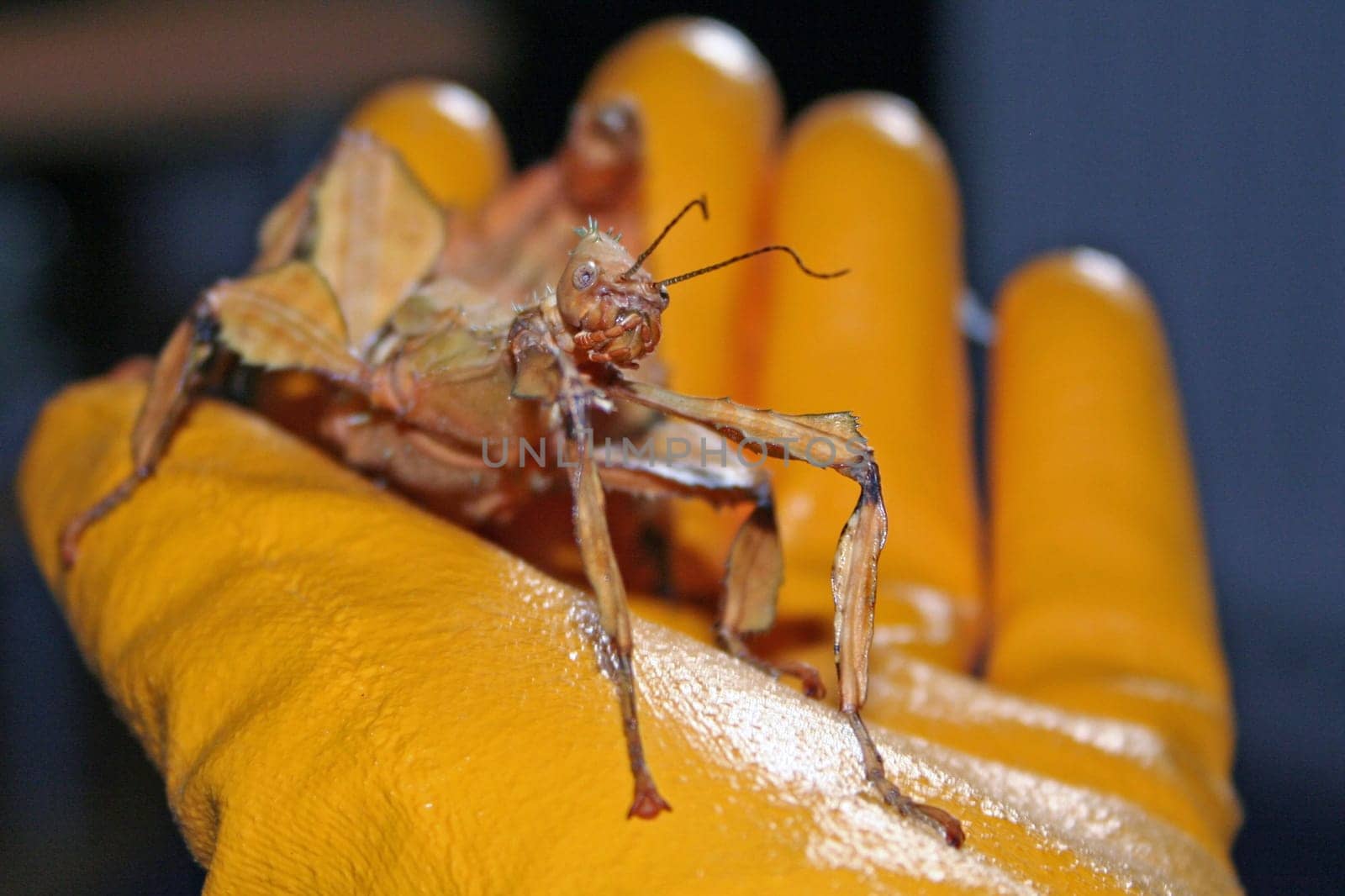 Australian Ghost Insect