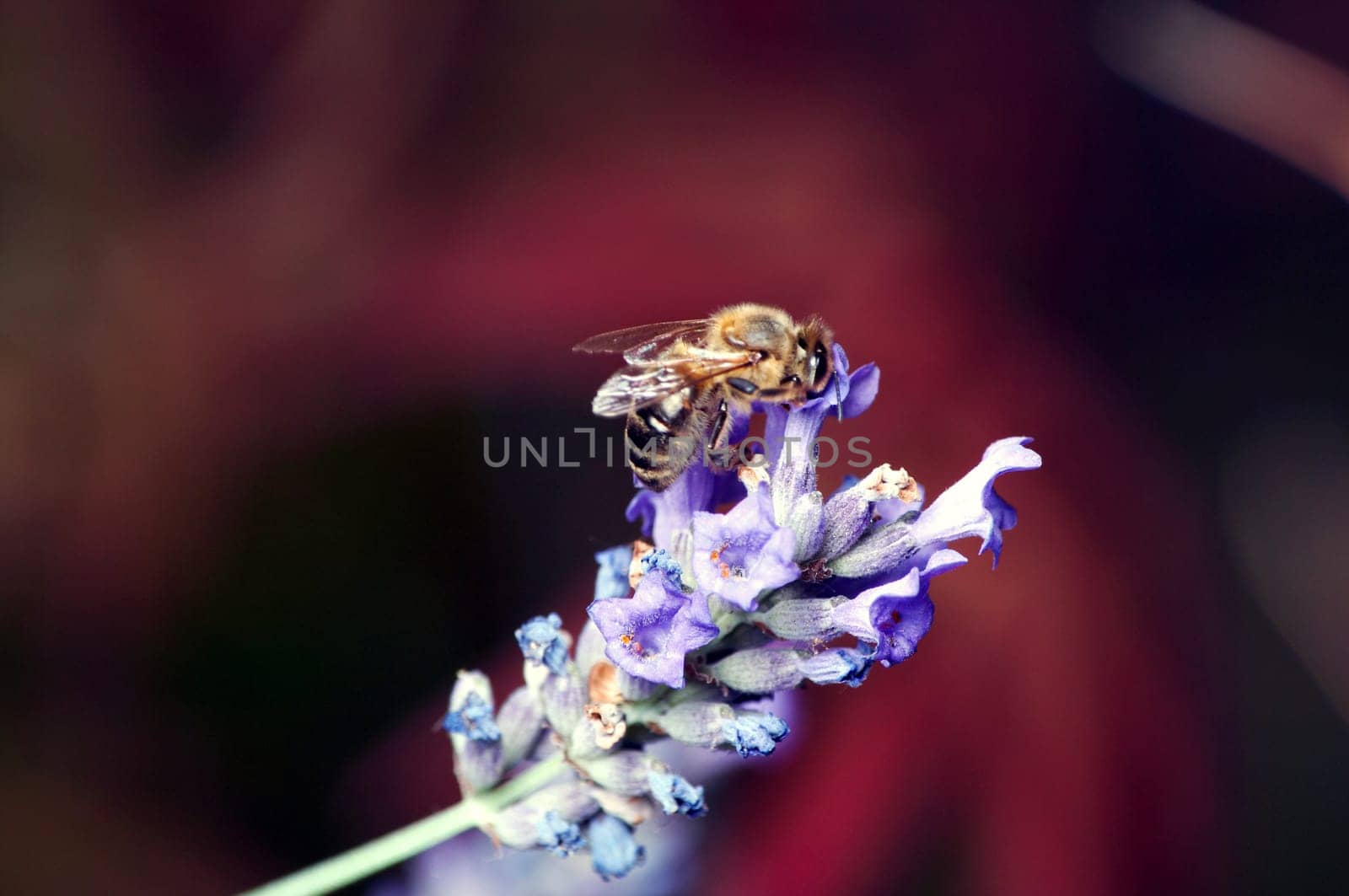 Bee on lavender