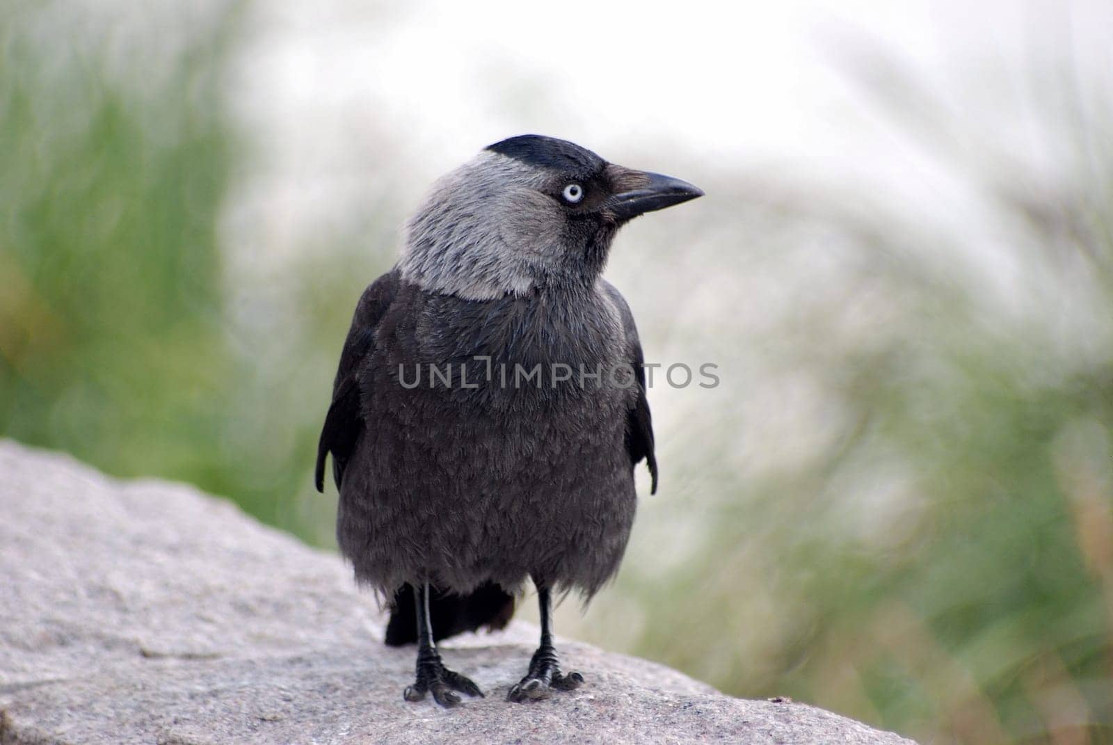Jackdaw