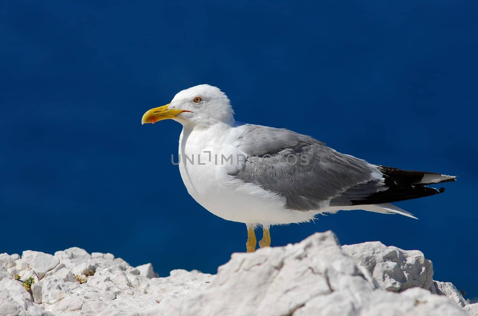Giant Seagull