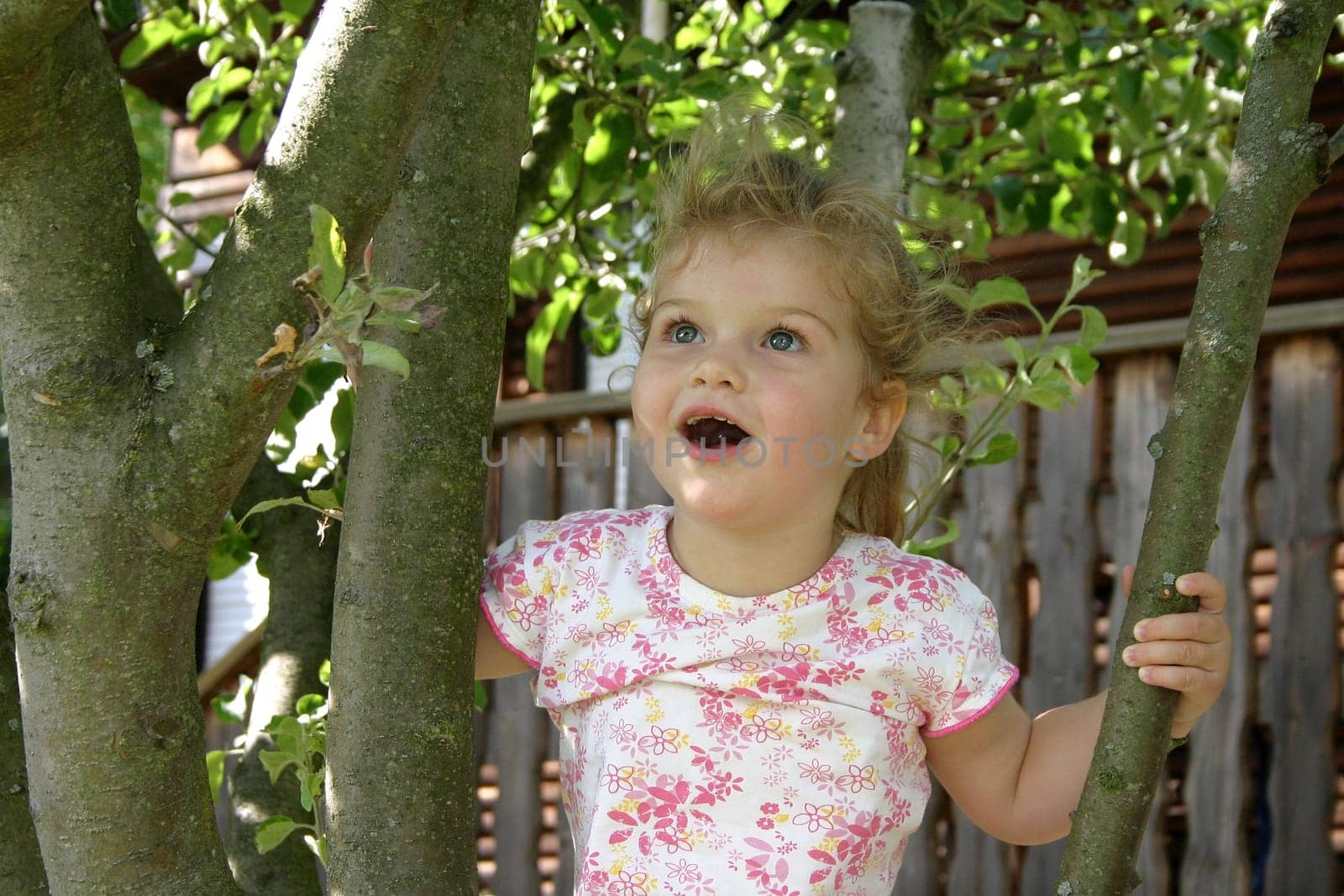 In the tree