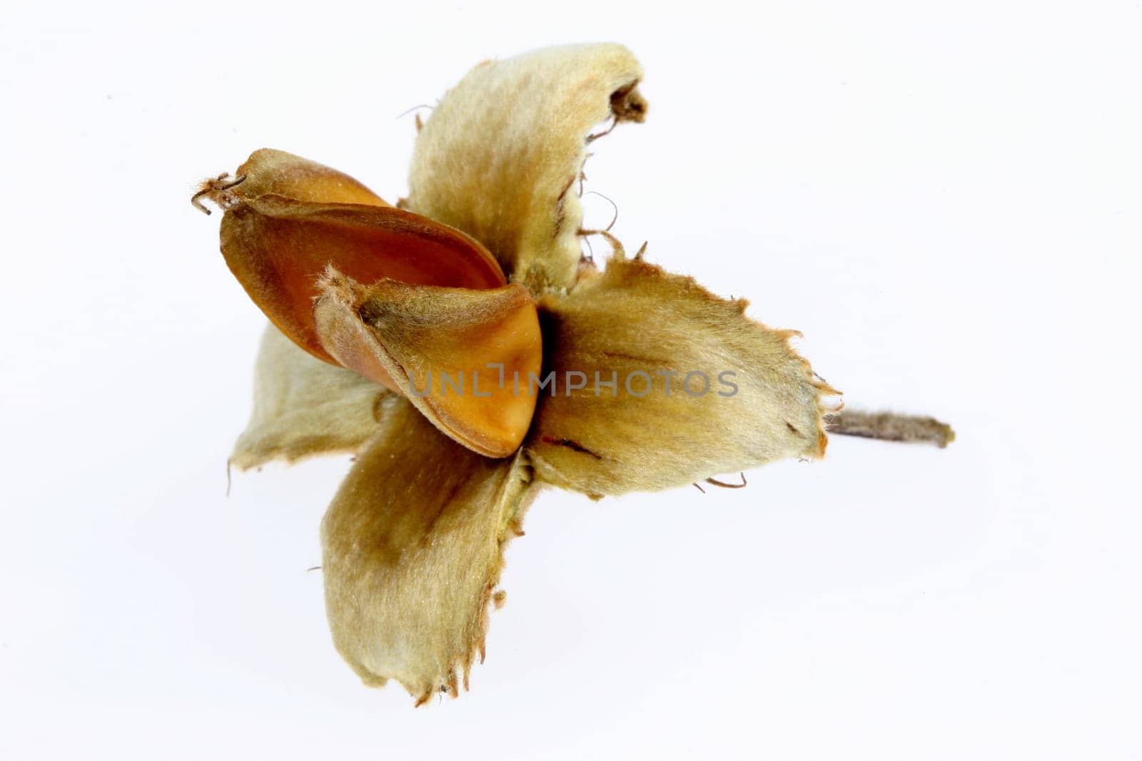 Beechnut
