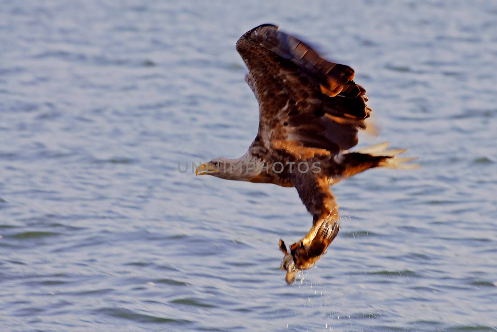 After catching the heavy fish,the eagle could hardly get up and first had to cut the fish into small bites on the shore before it could return to the nest to share the meal with the young eagles.