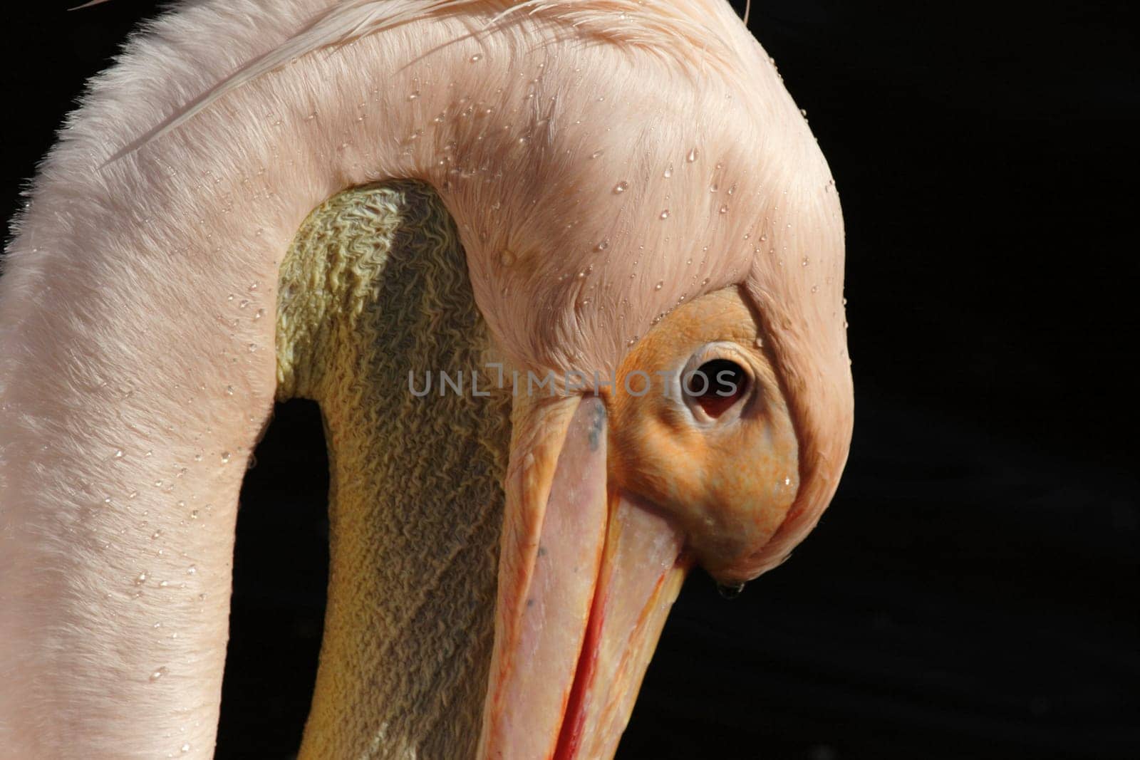 Pelican Portrait