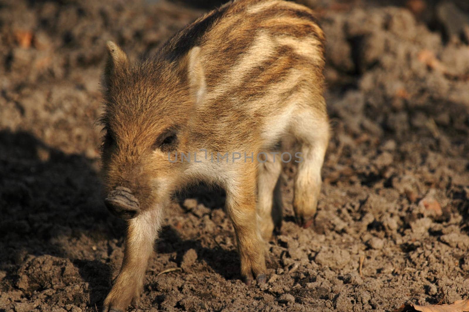 young boar