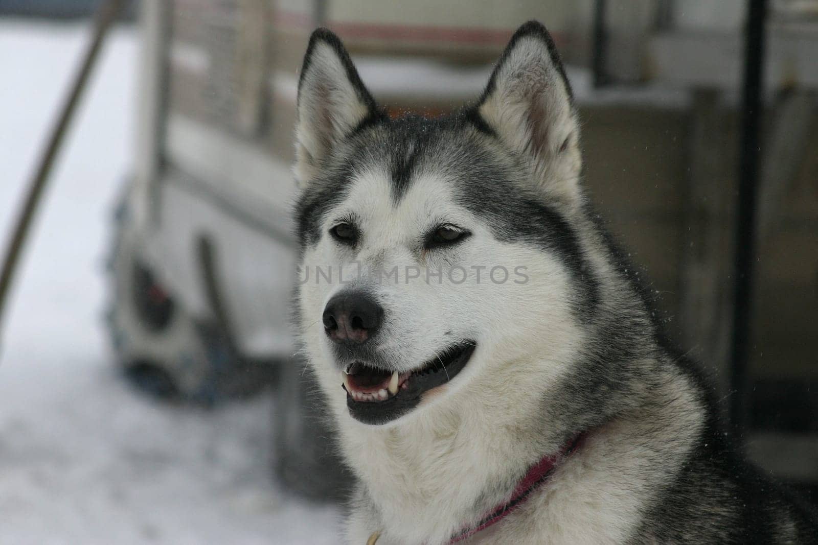 Husky