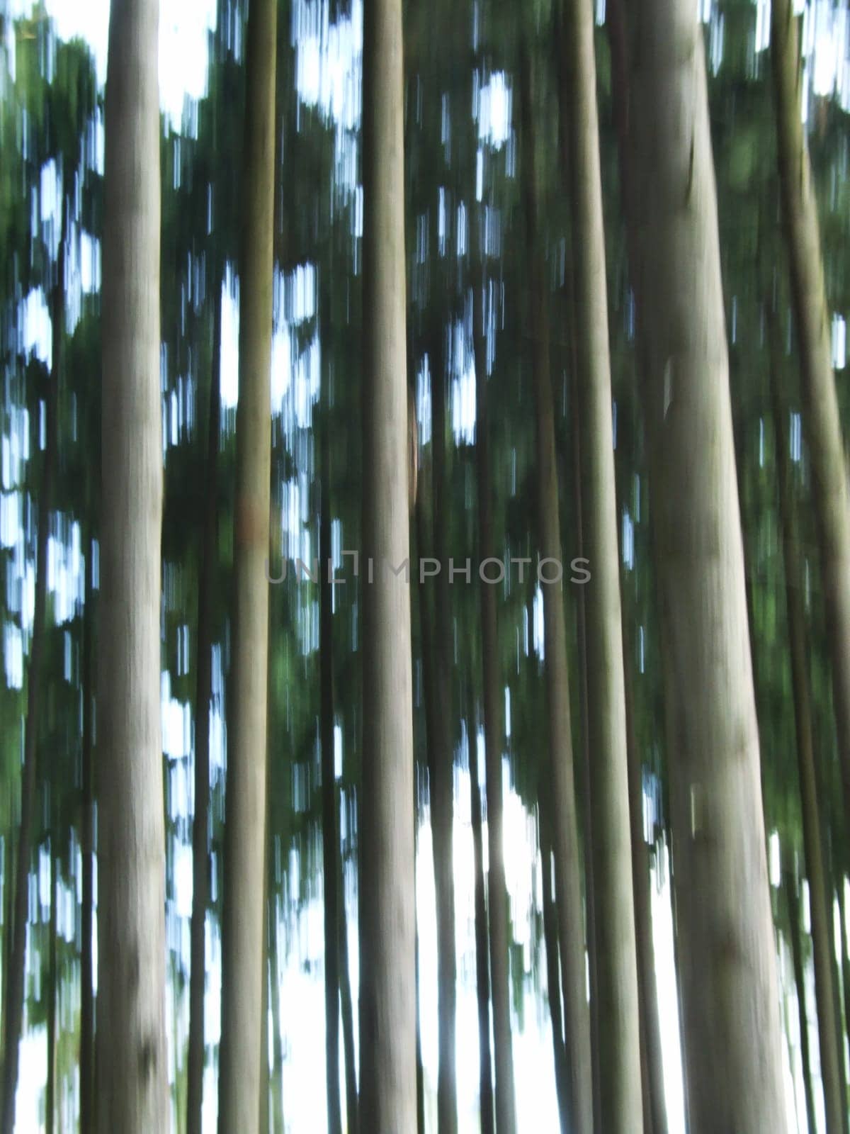 Dynamically growing forest II