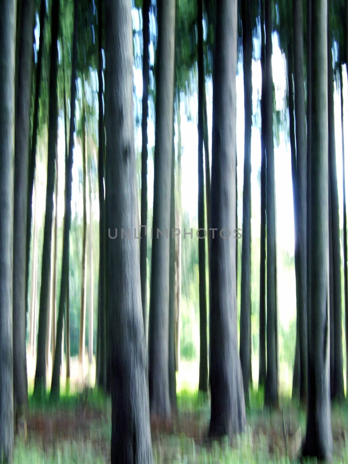 Dynamically growing forest