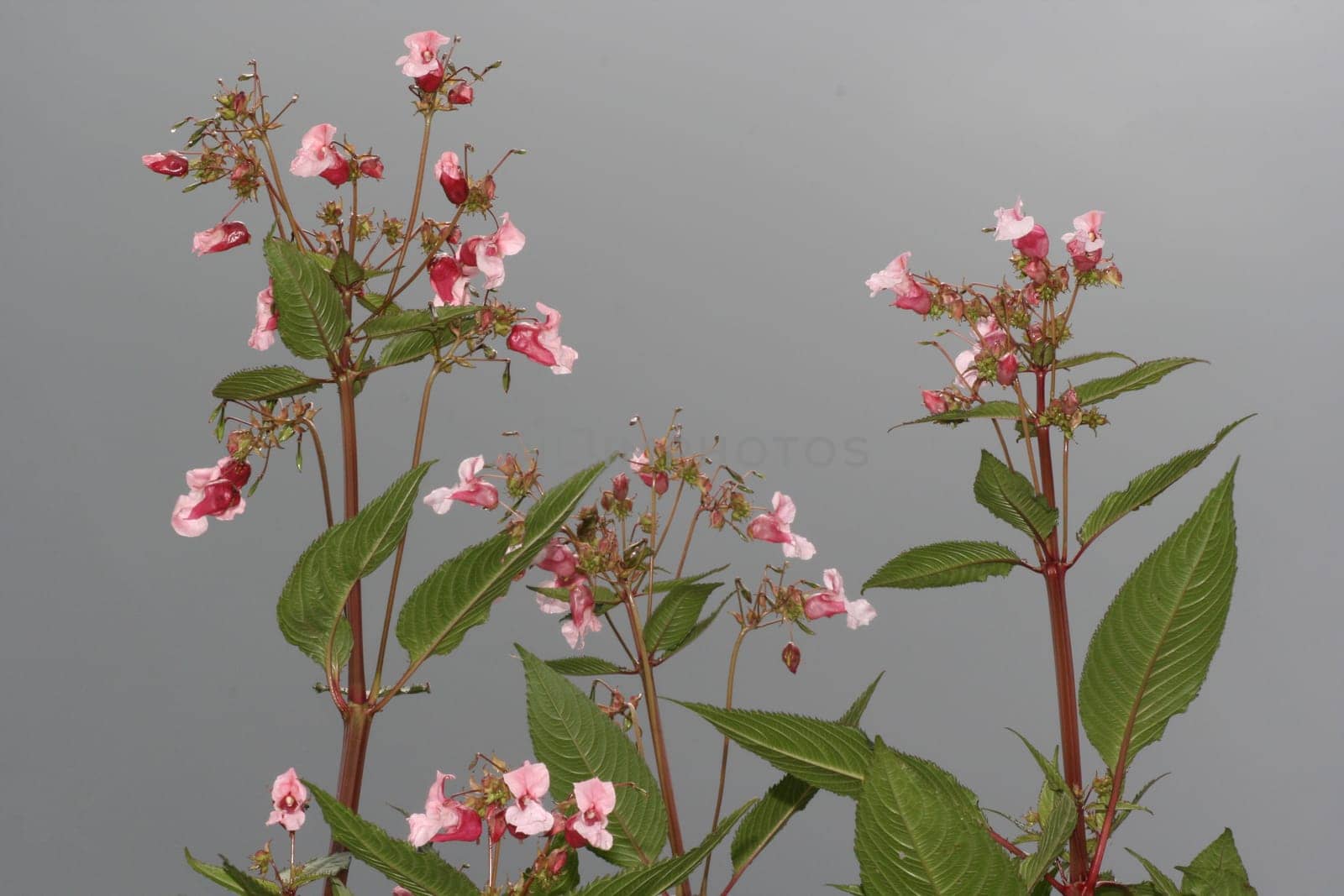 Indian Balsam