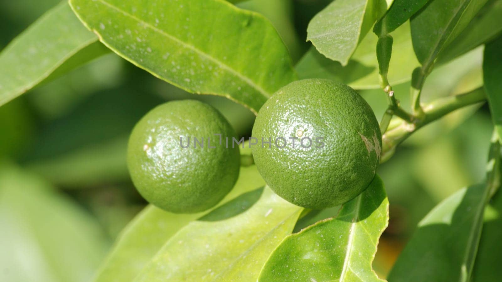 Two green lemons
