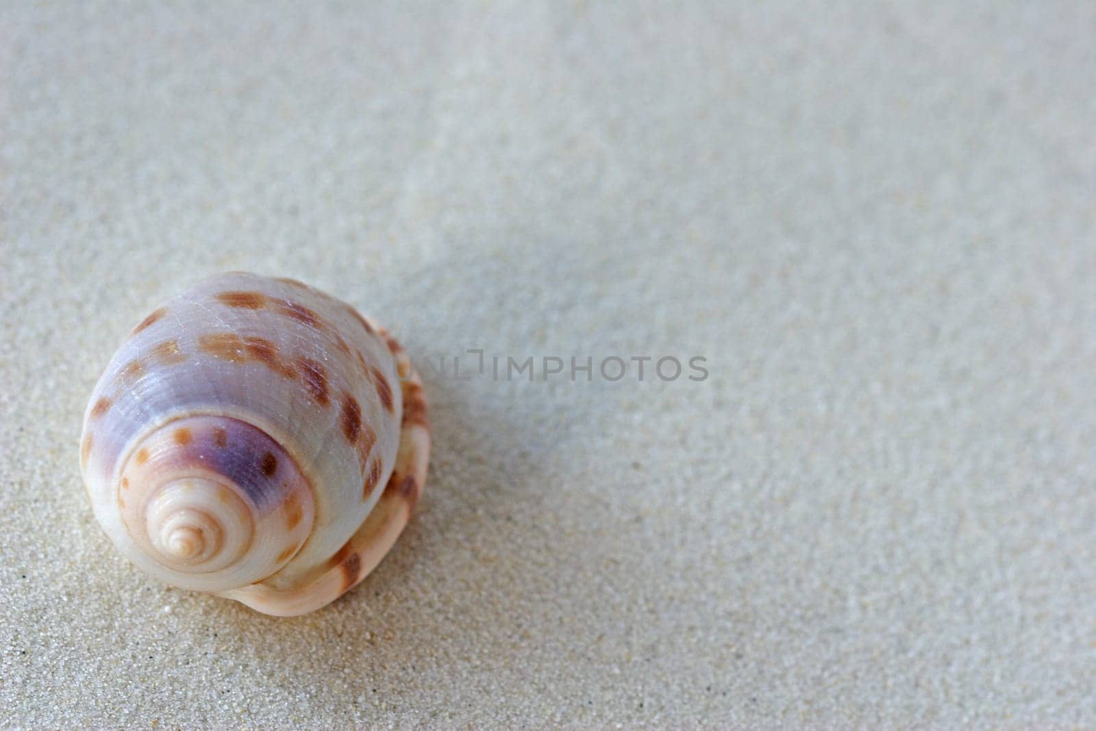 Shell