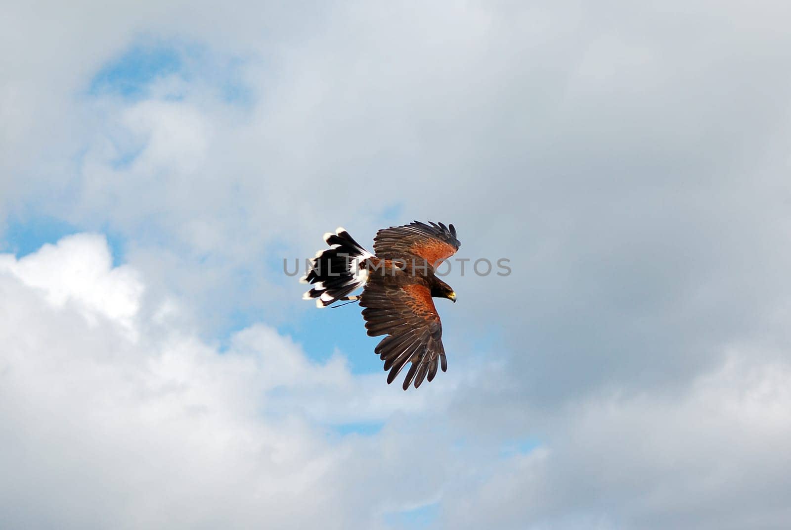Eagle Buzzard