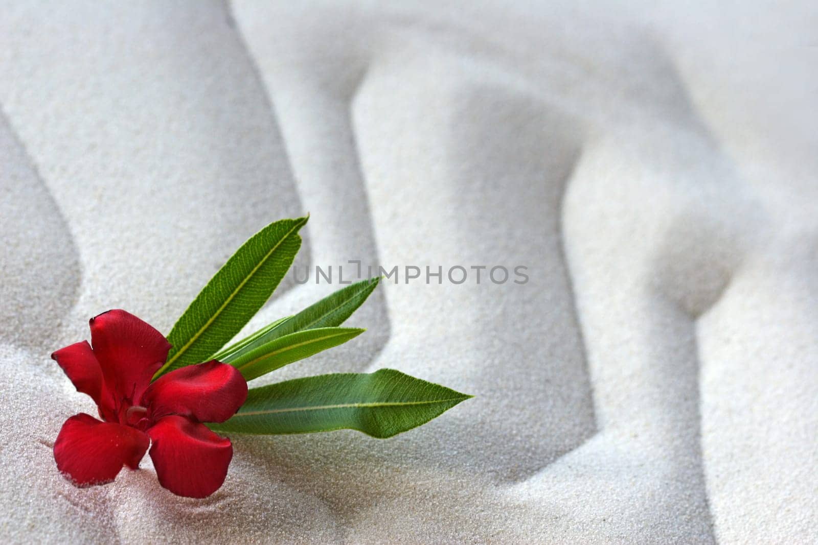 Blossoms in the sand