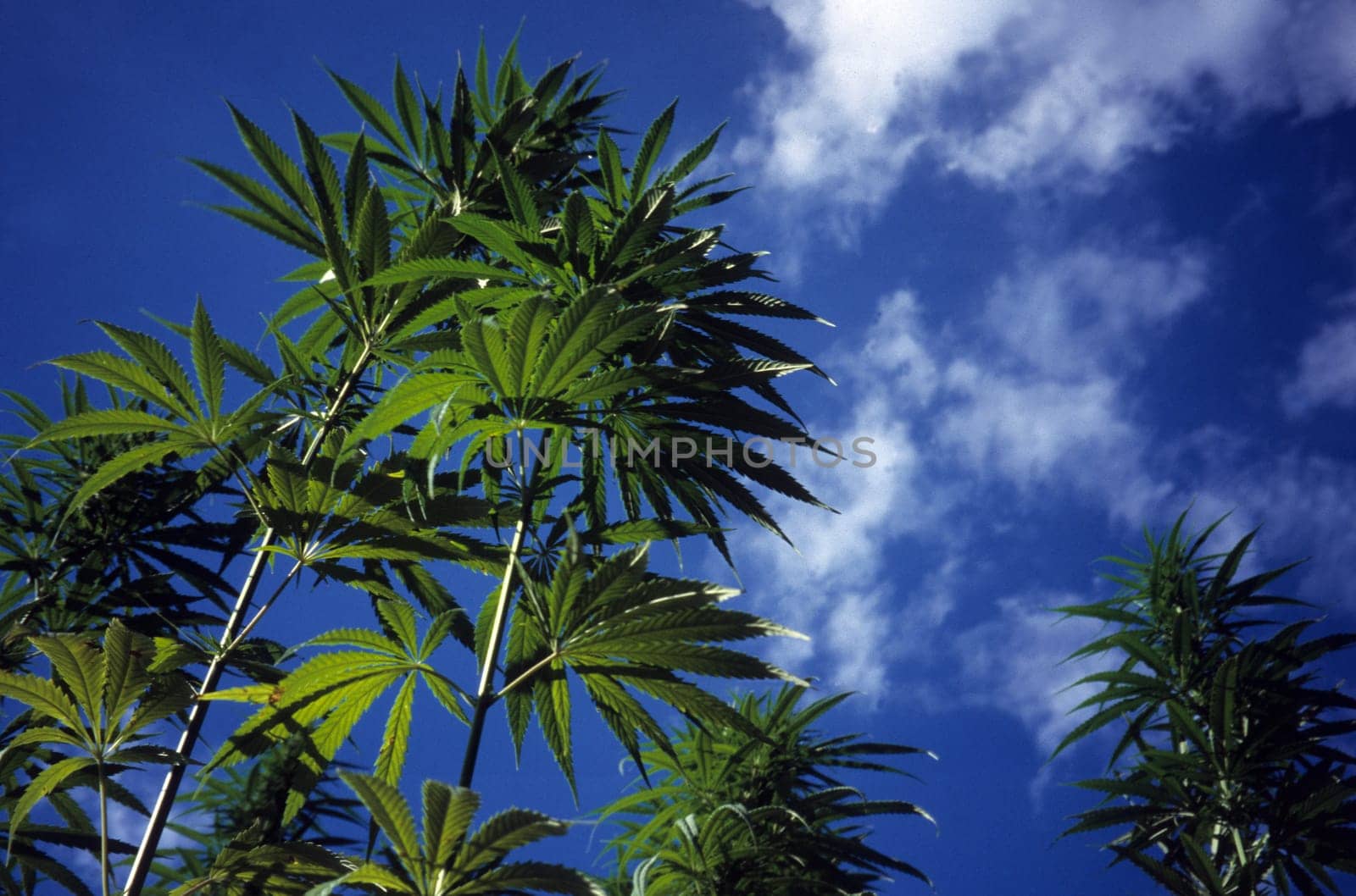 hemp