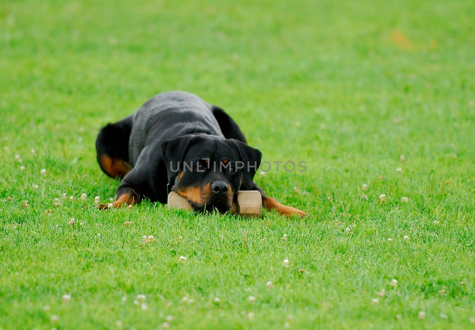 Rottweiler