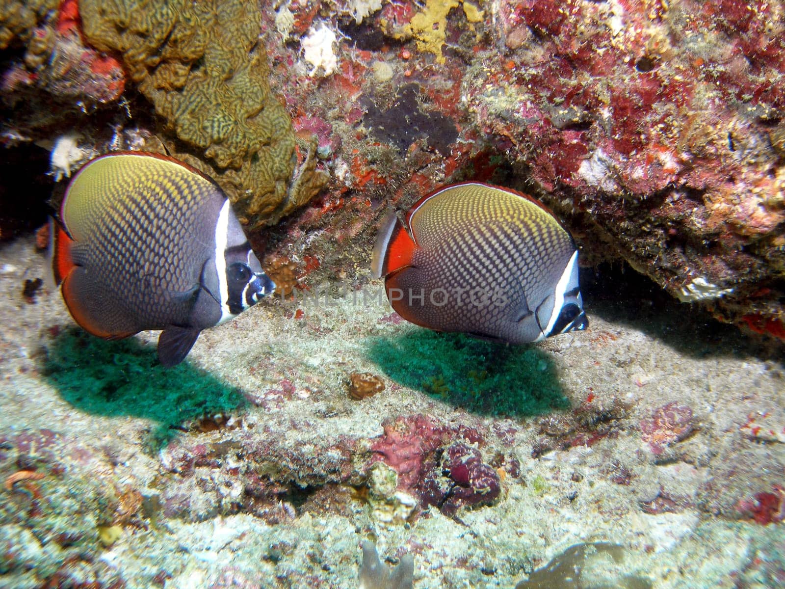 Collar - Butterflyfish