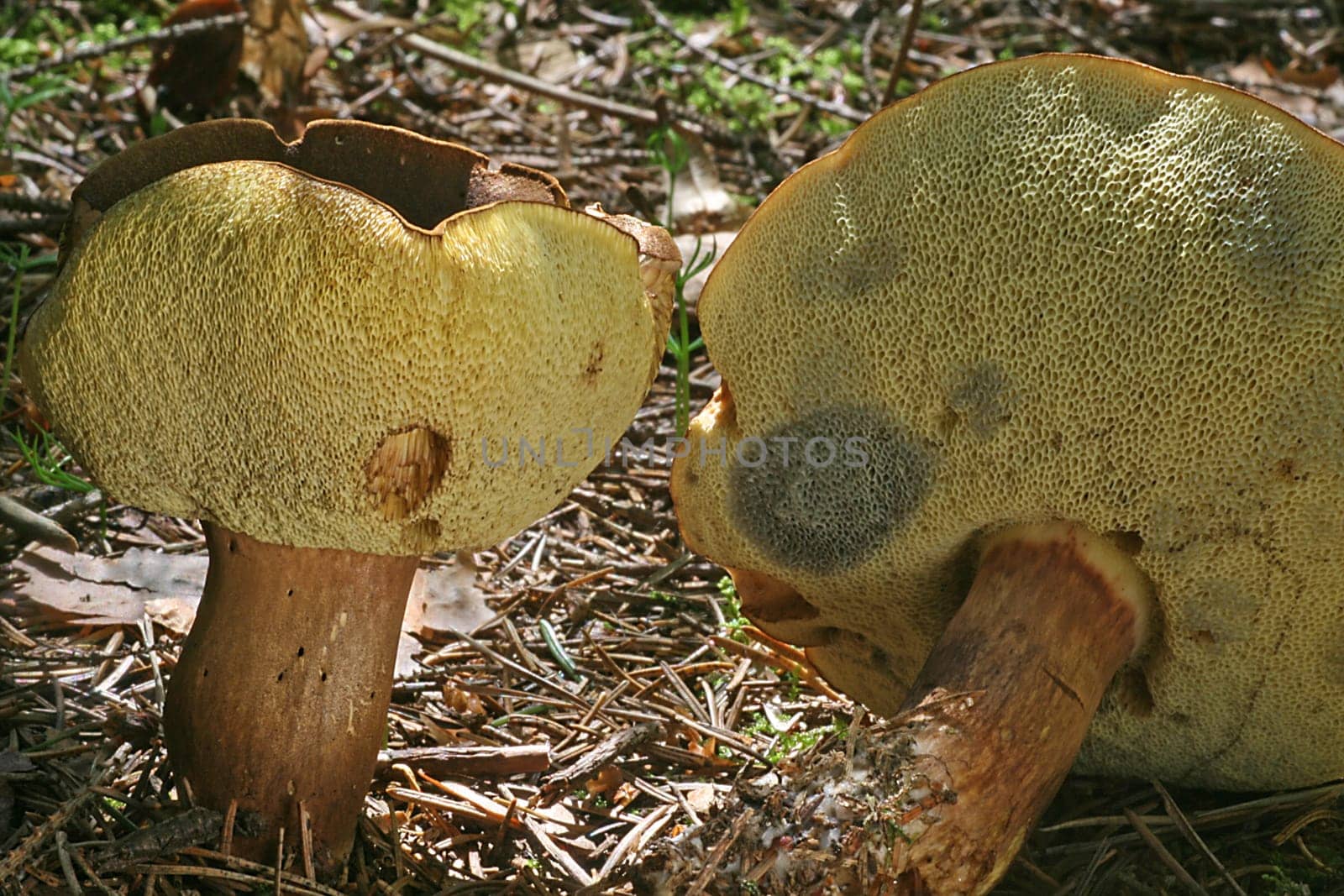 Chestnut mushrooms