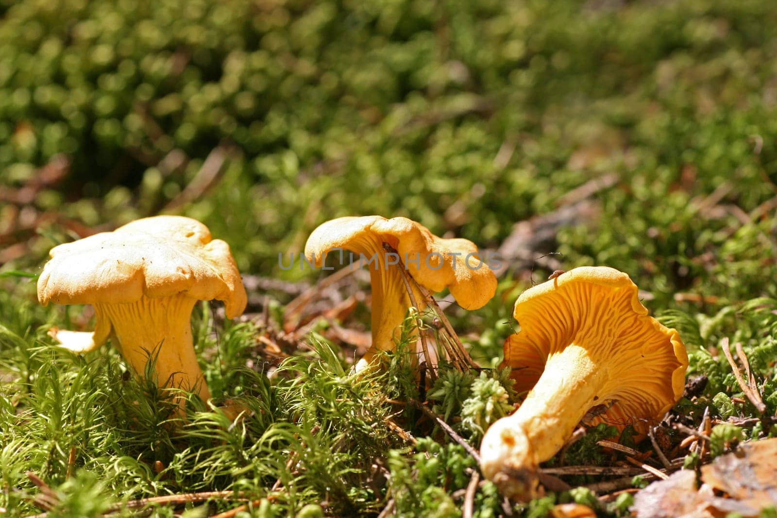Chanterelles