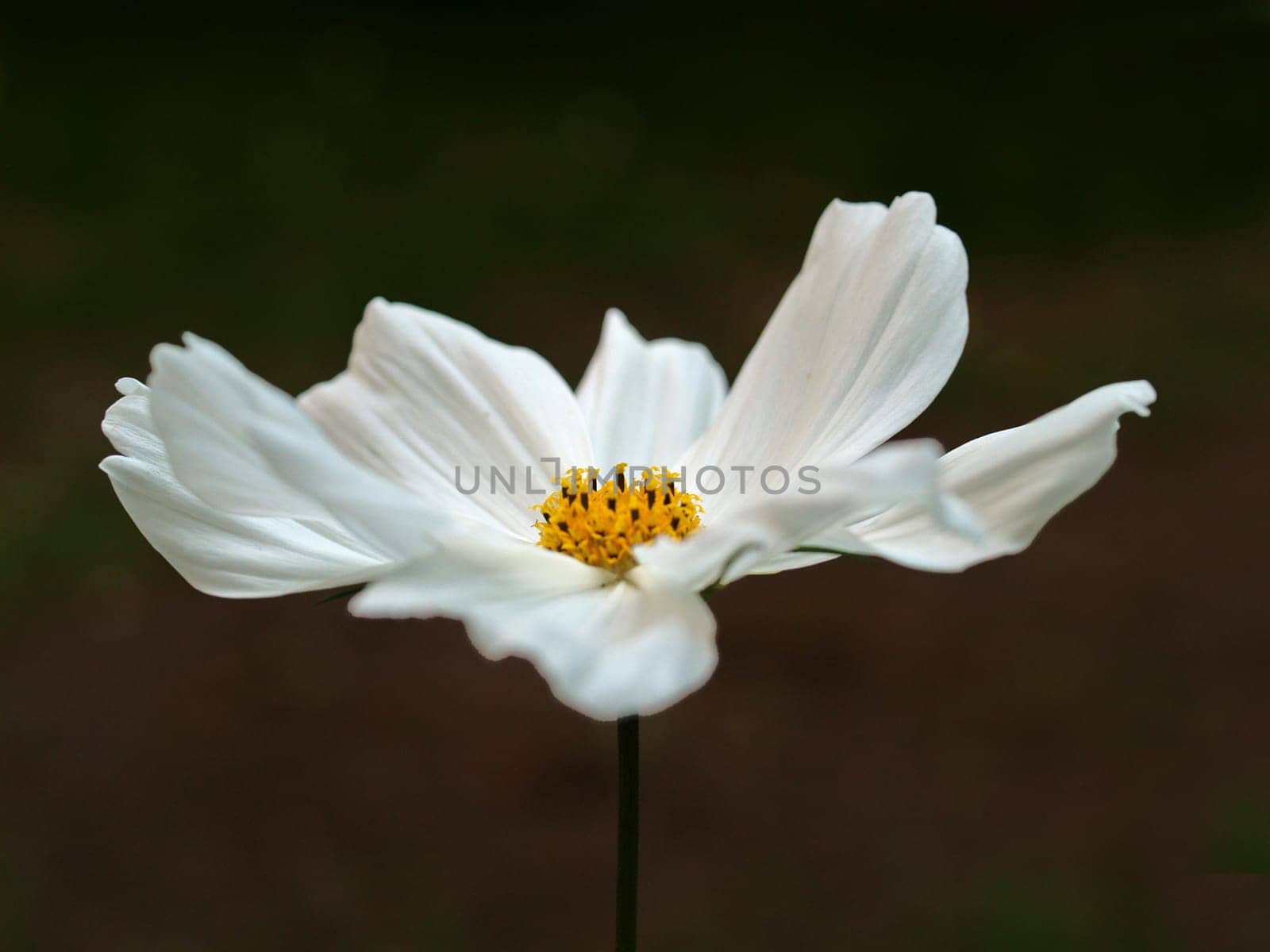 Cosmea