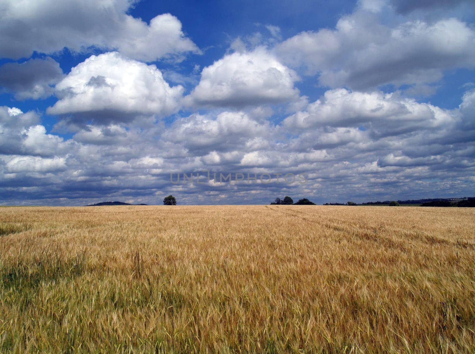 Cornfield
