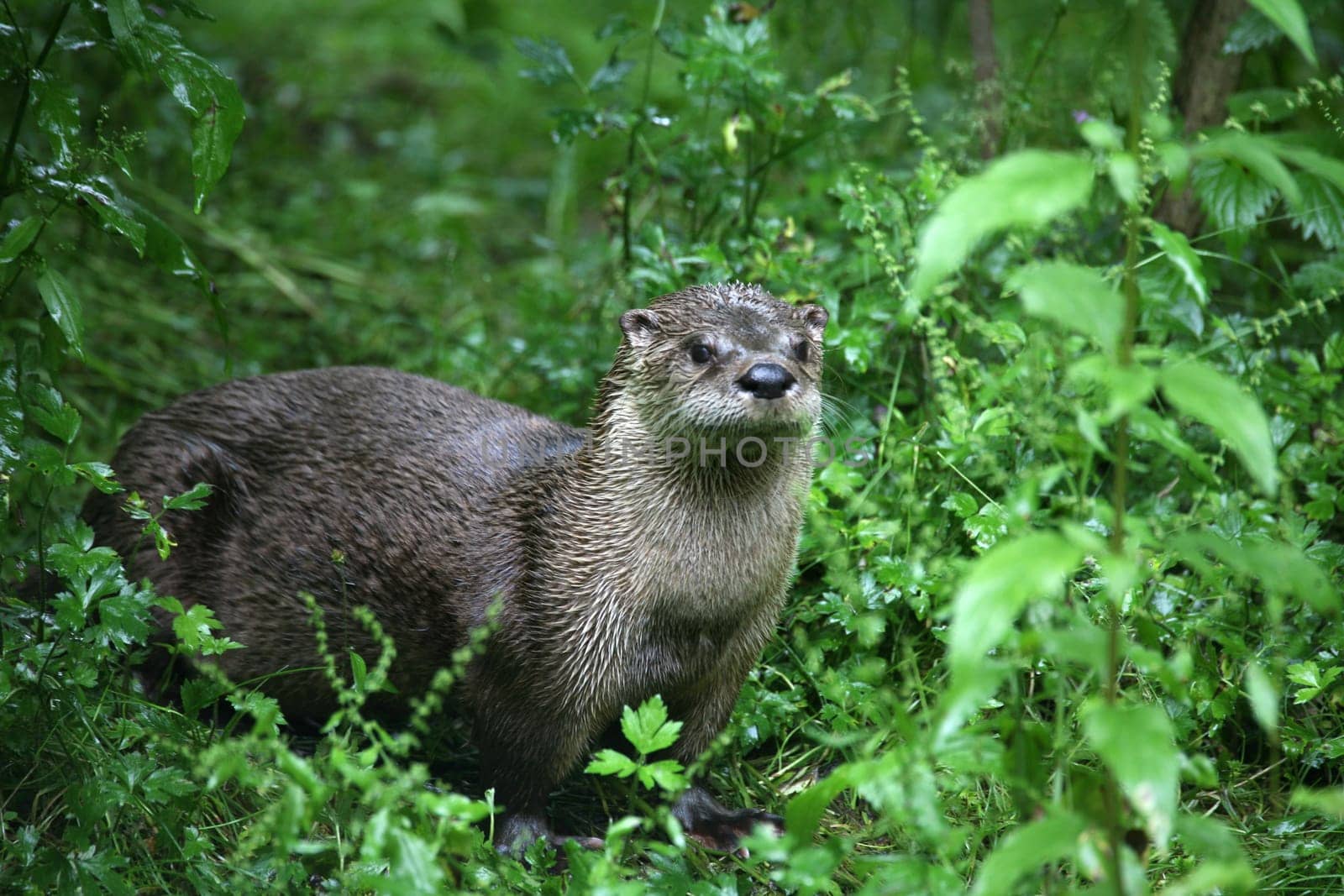 Otter