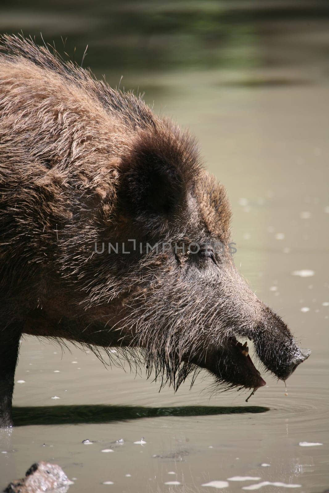 Wild boar