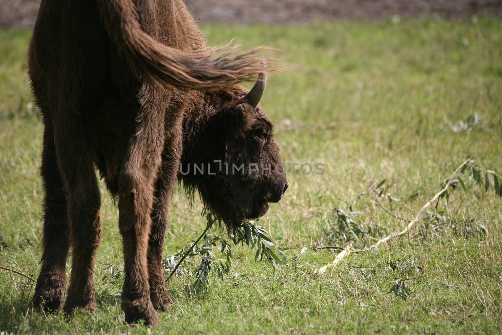 Wisent