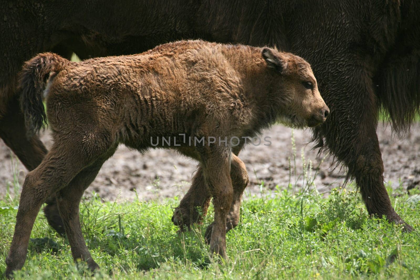 Bison young