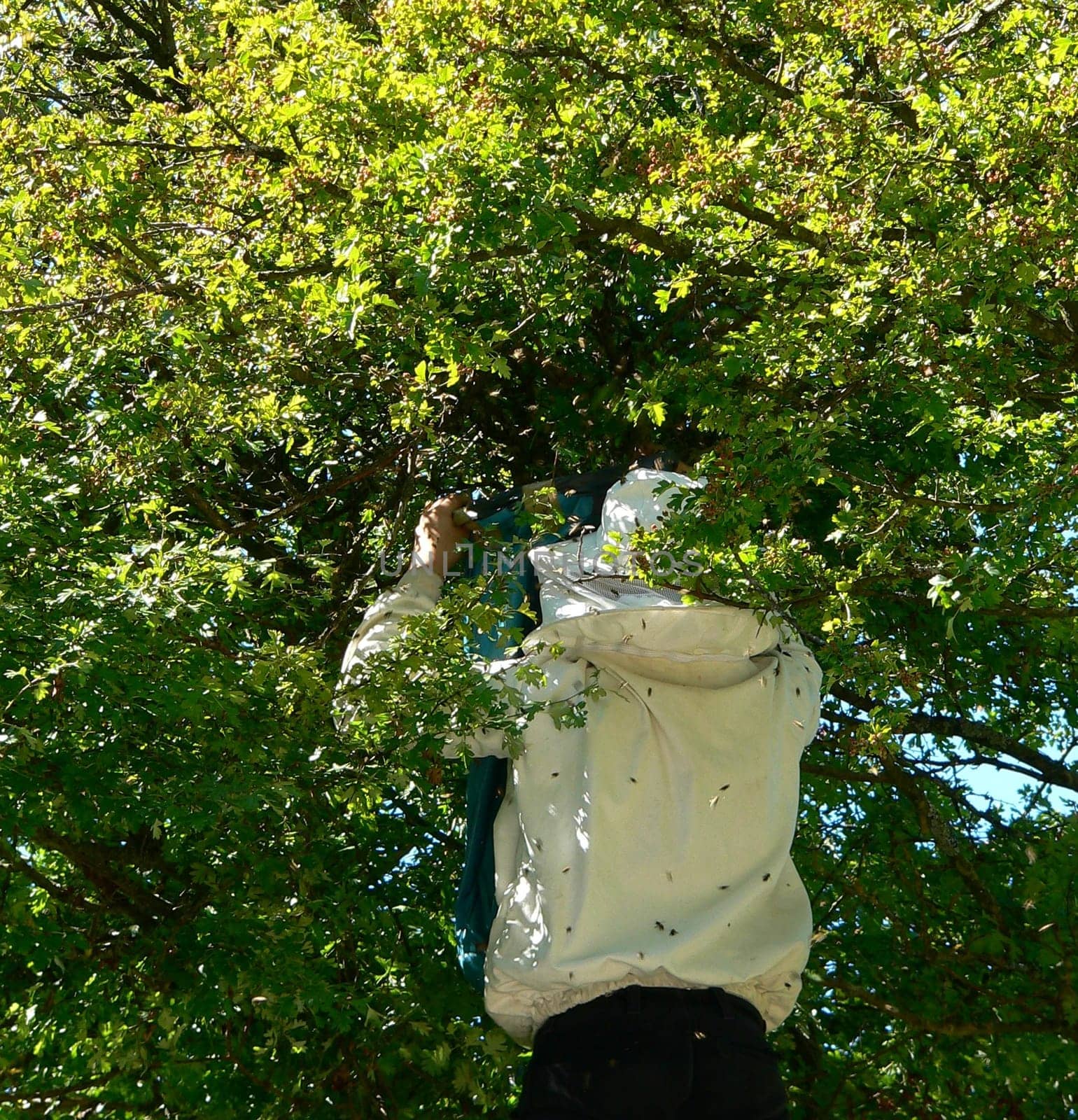 Capturing the bee colony