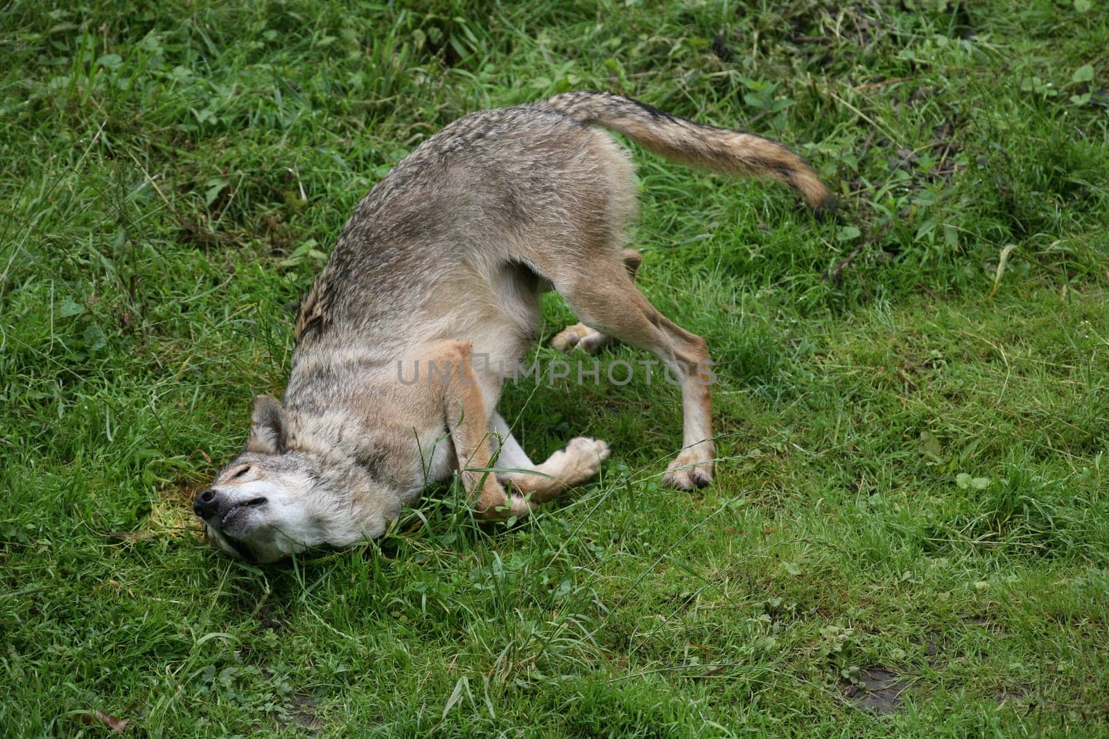 She-wolf