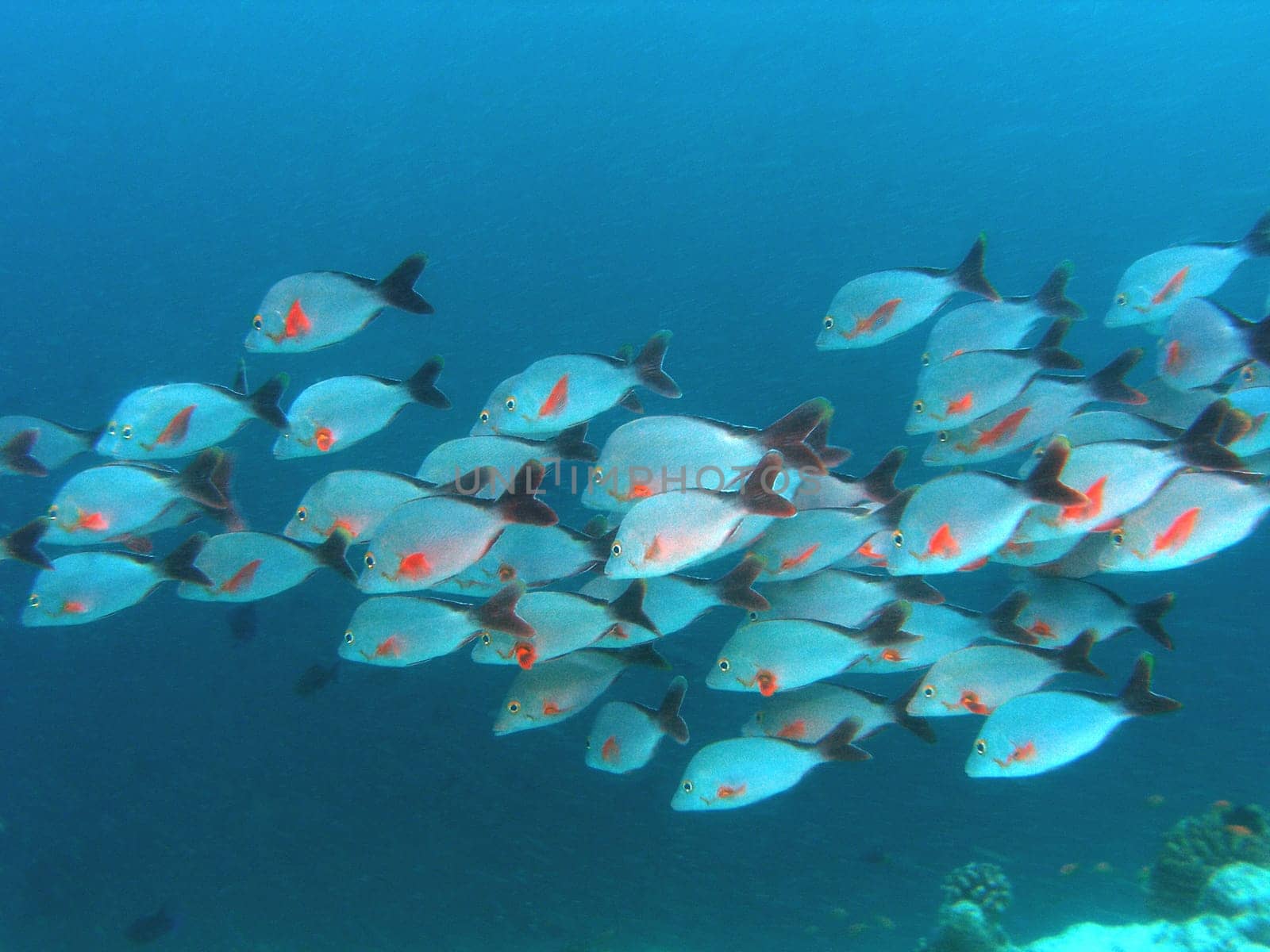 A swarm of humpback snappers on the reef slope. Unfortunately,there was a lot of plankton in the water.