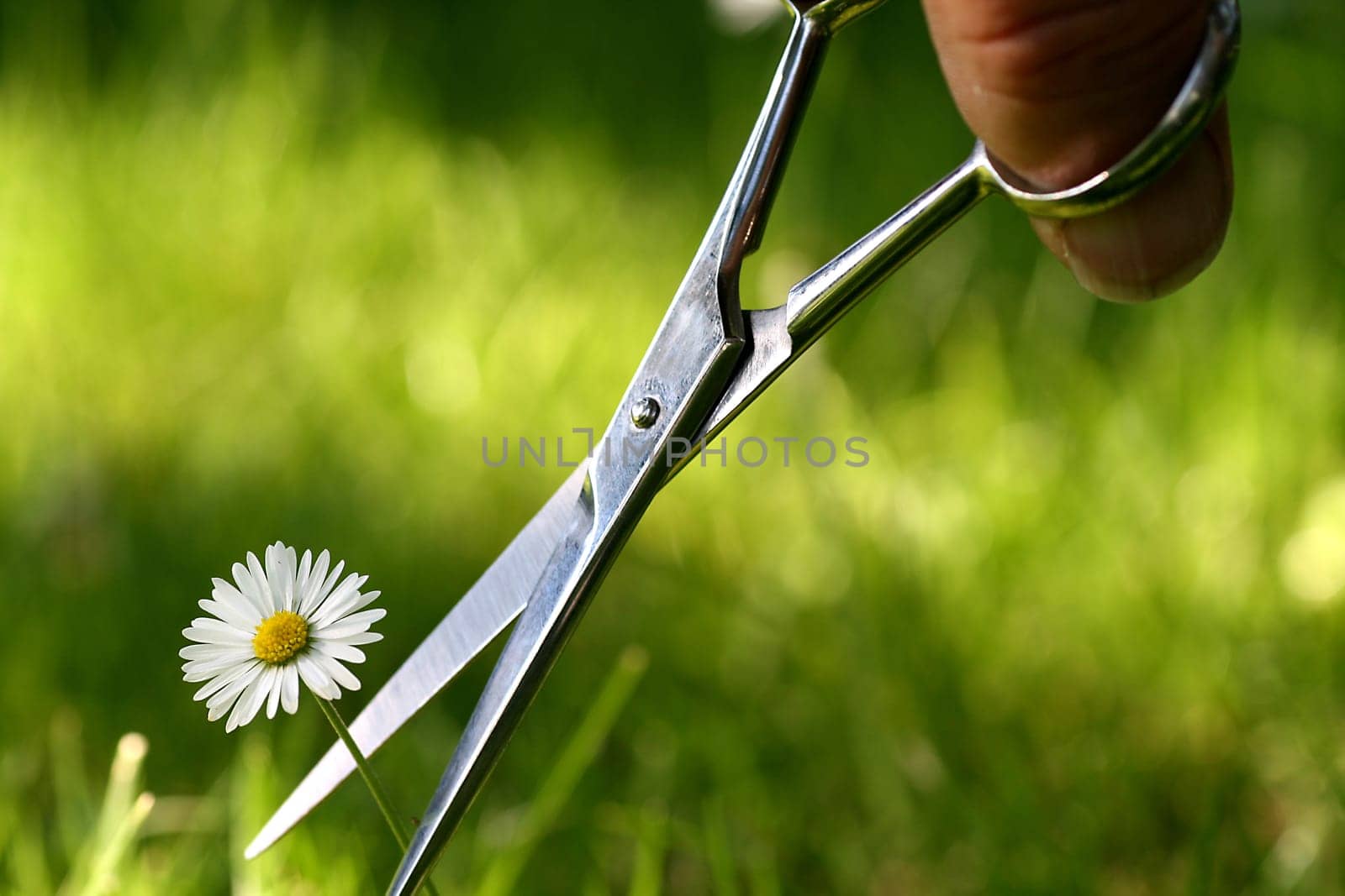 Cut off the flower