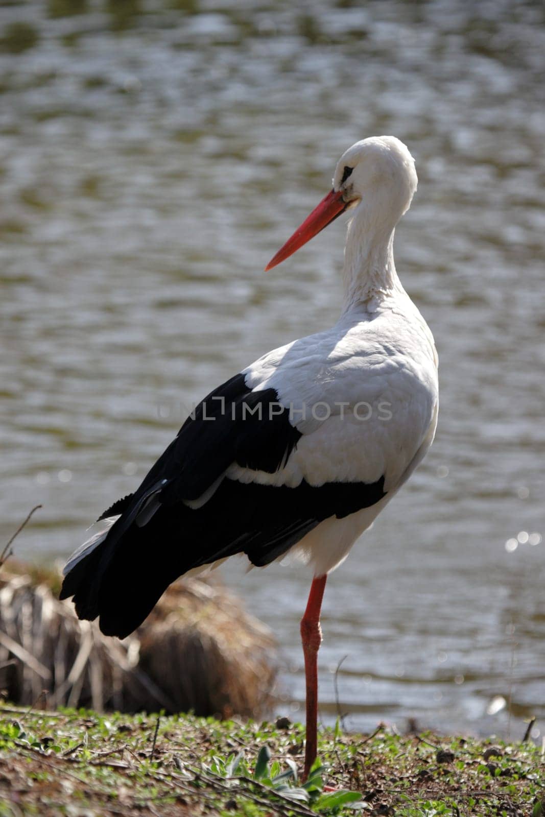 White stork