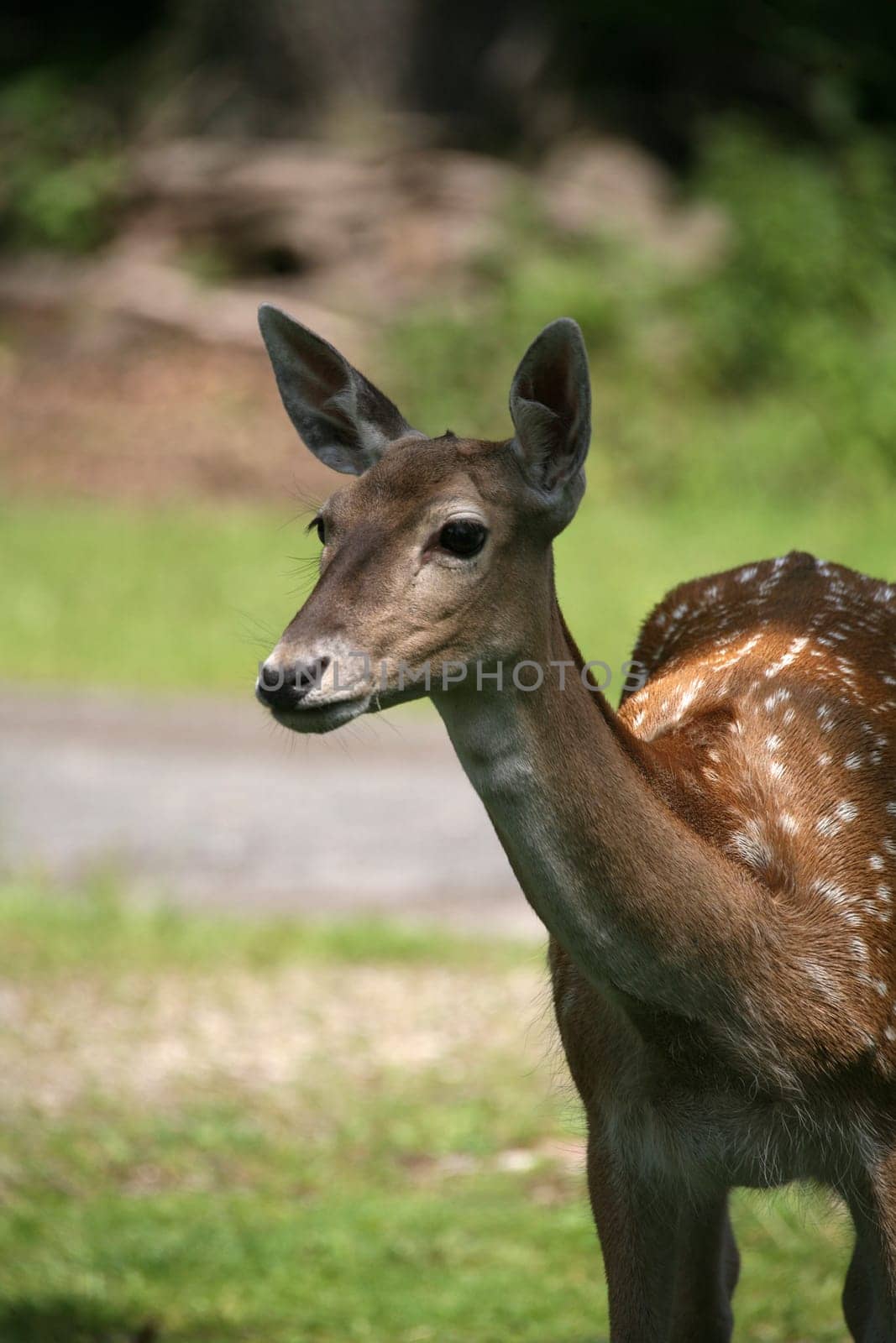Sika deer