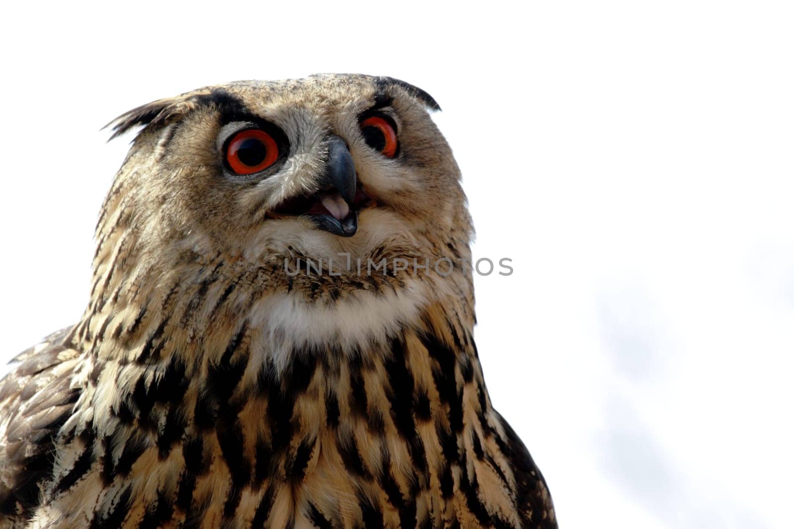 Eagle owl
