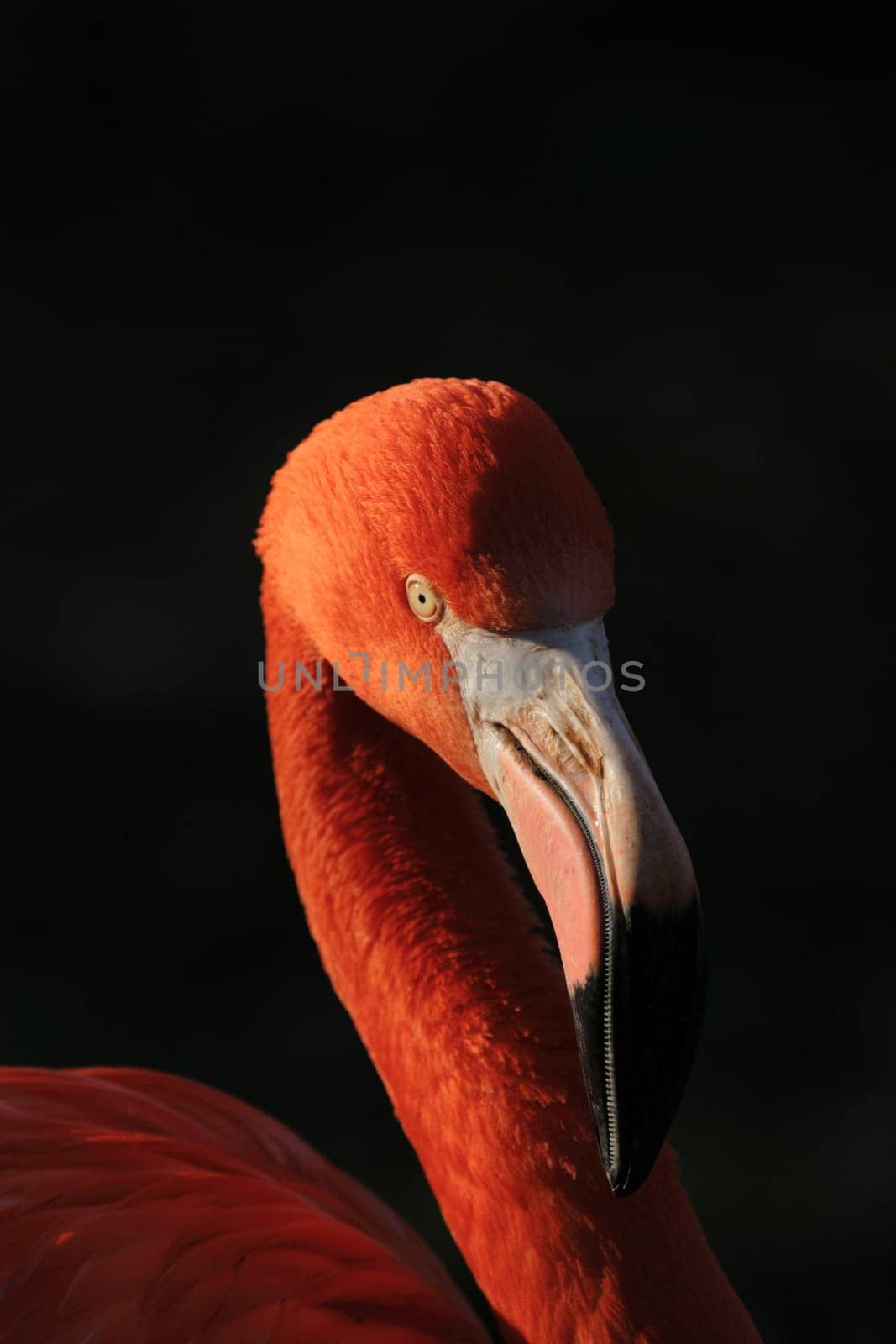 Flamingo Portrait