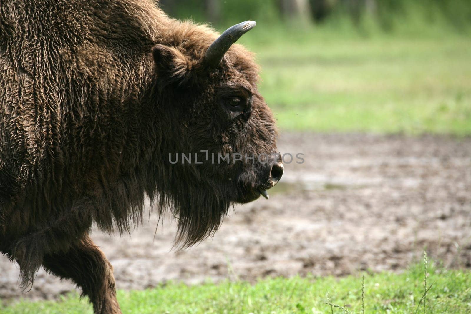 Wisent