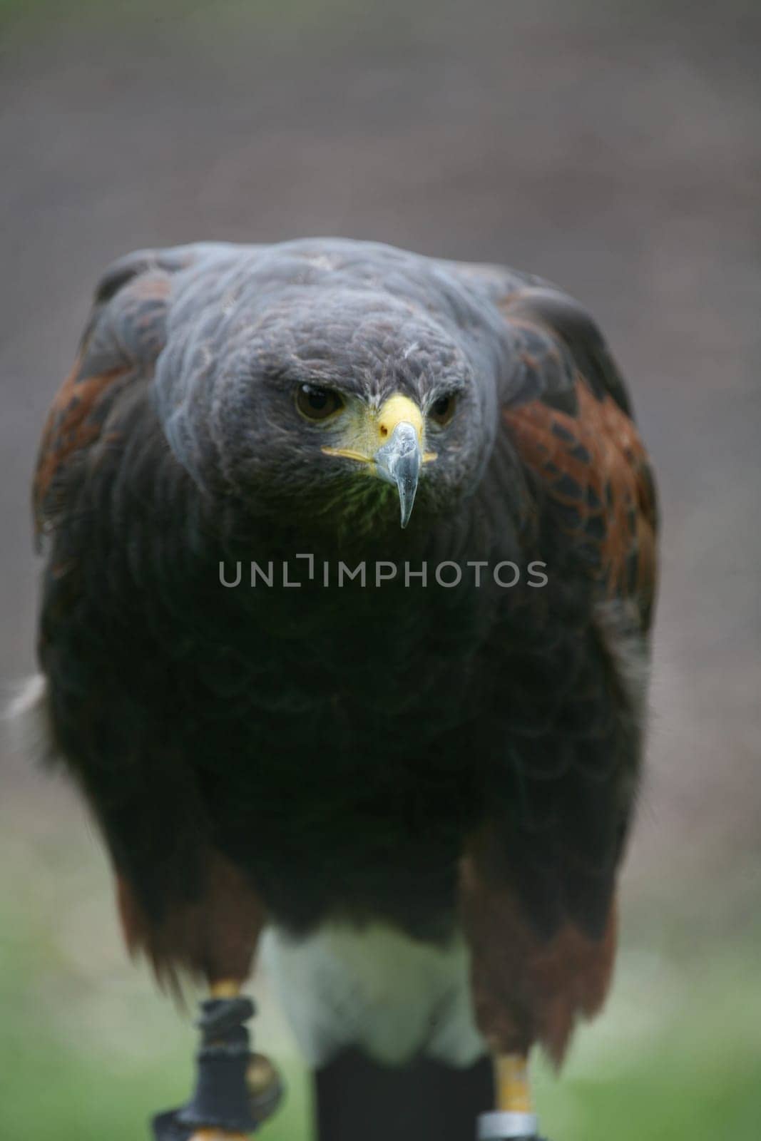 Desert Buzzard