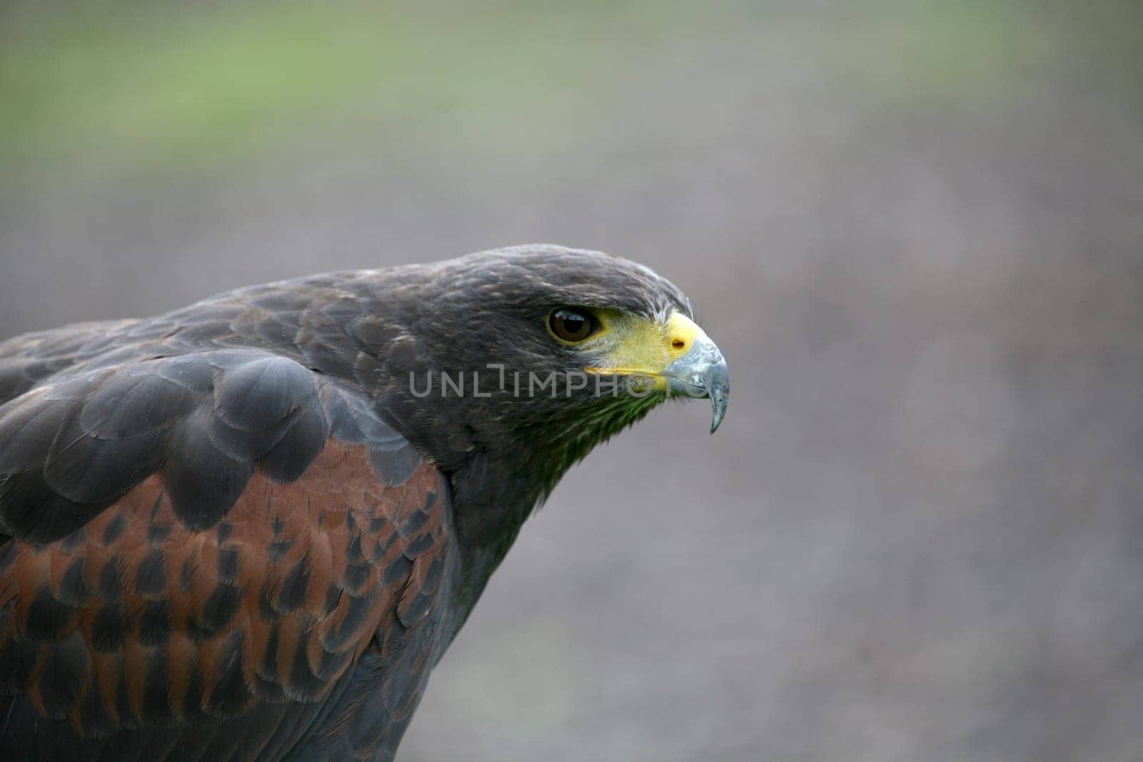 Desert Buzzard