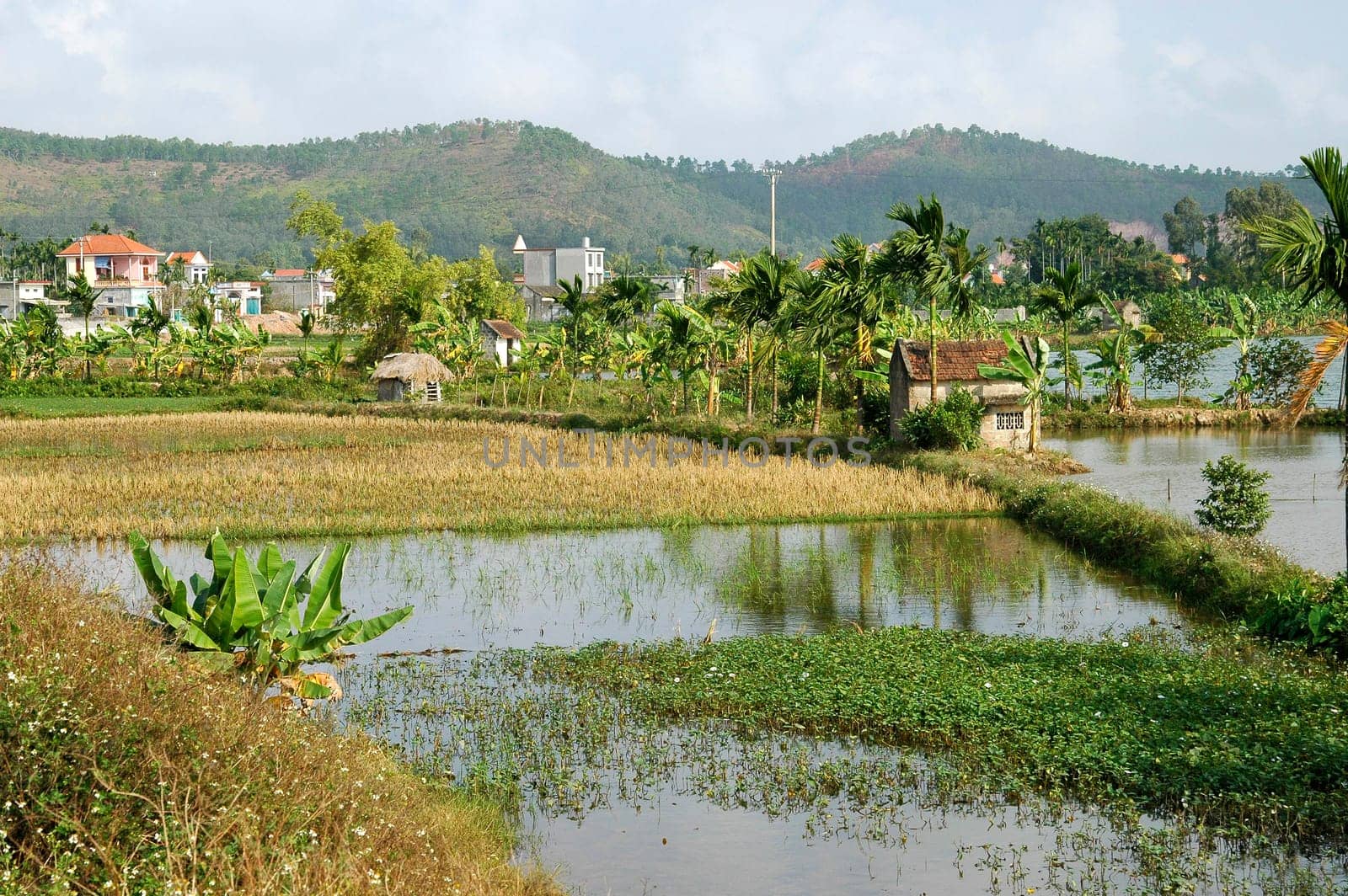 Rice paddies,Vietnam