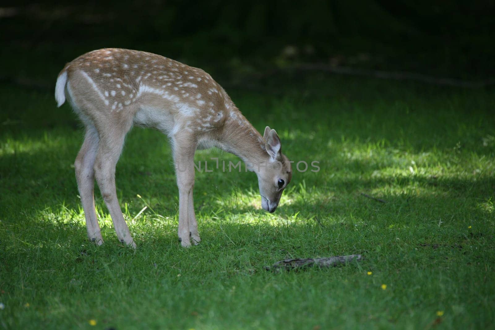 Sika fawn
