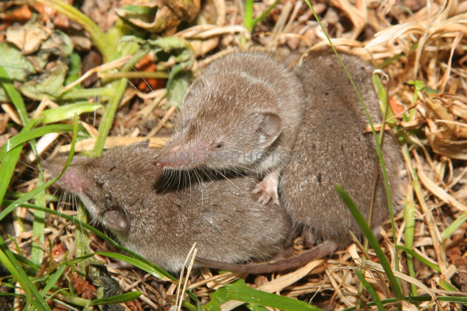 These three little young shrews had made themselves comfortable in my meadow. They were completely shy.