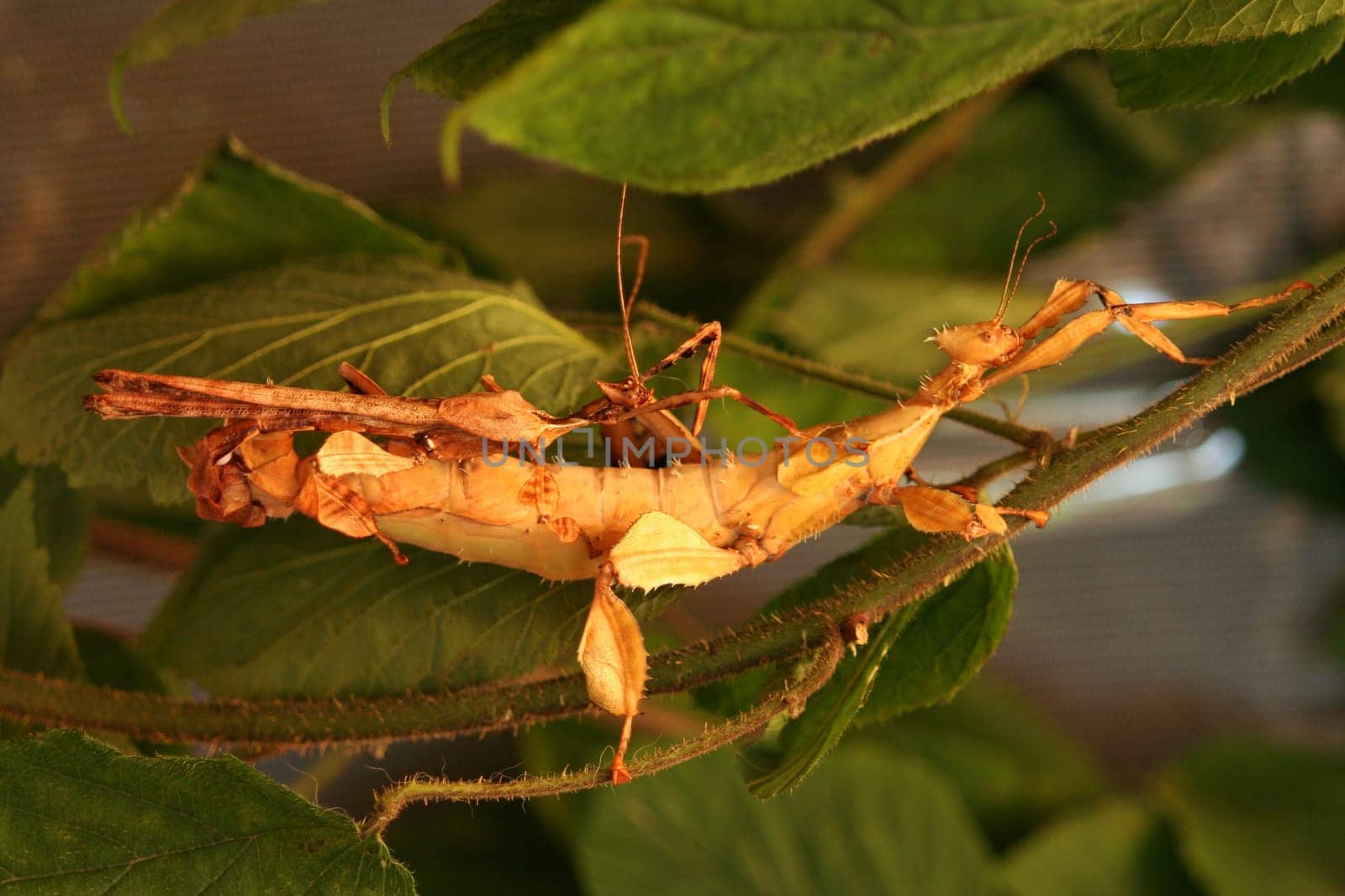 Copulation