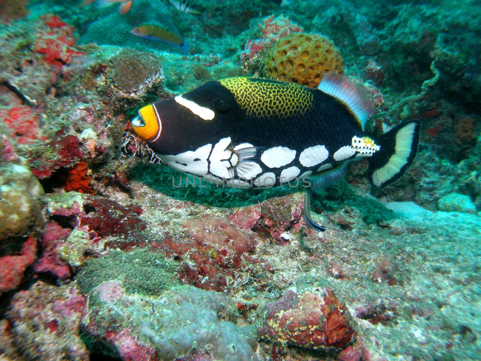 A leopard triggerfish can be cleaned of a cleaner fish.