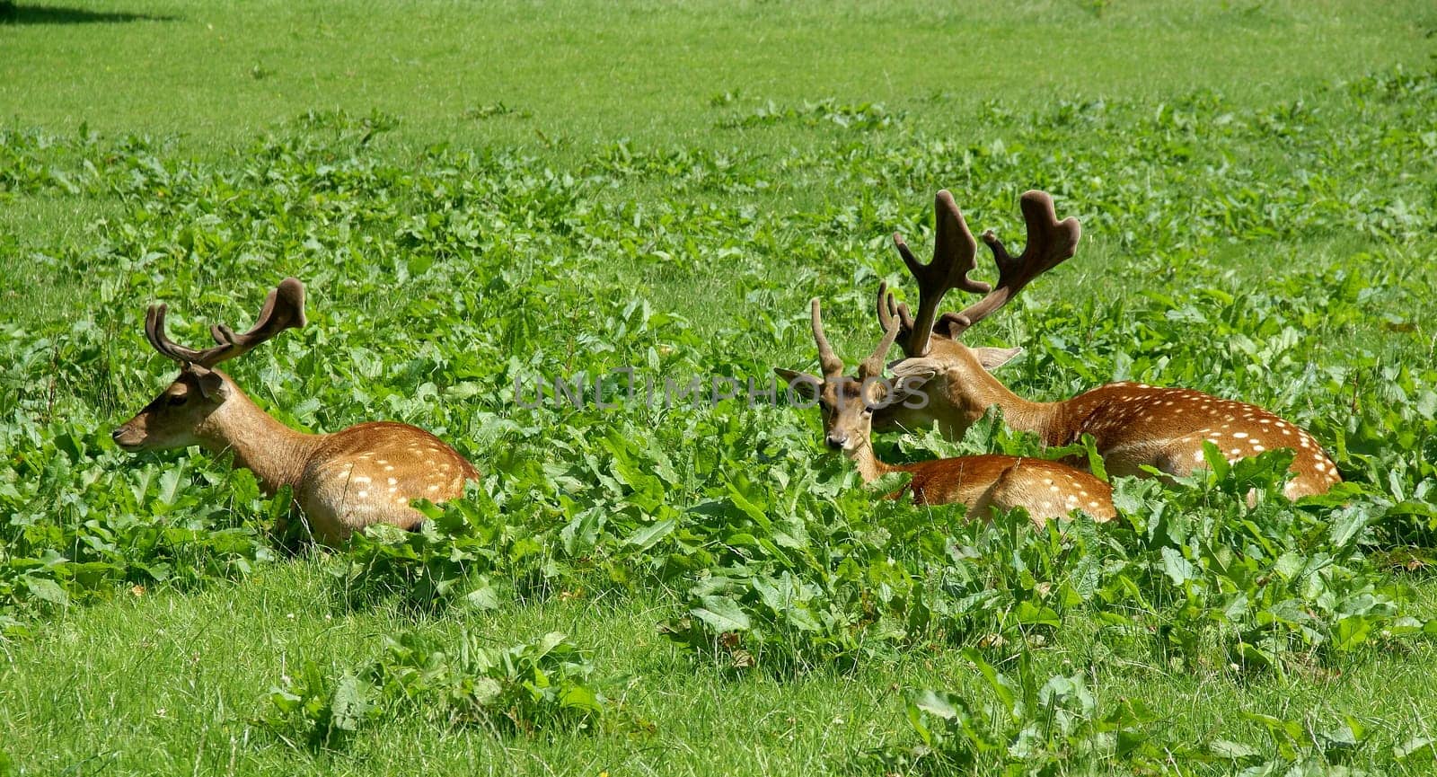 Fallow deer in a forest meadow