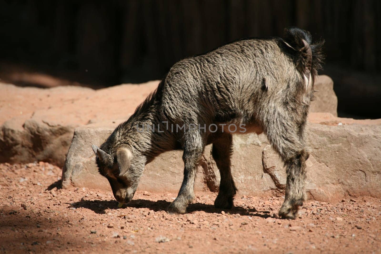 Dwarf goat