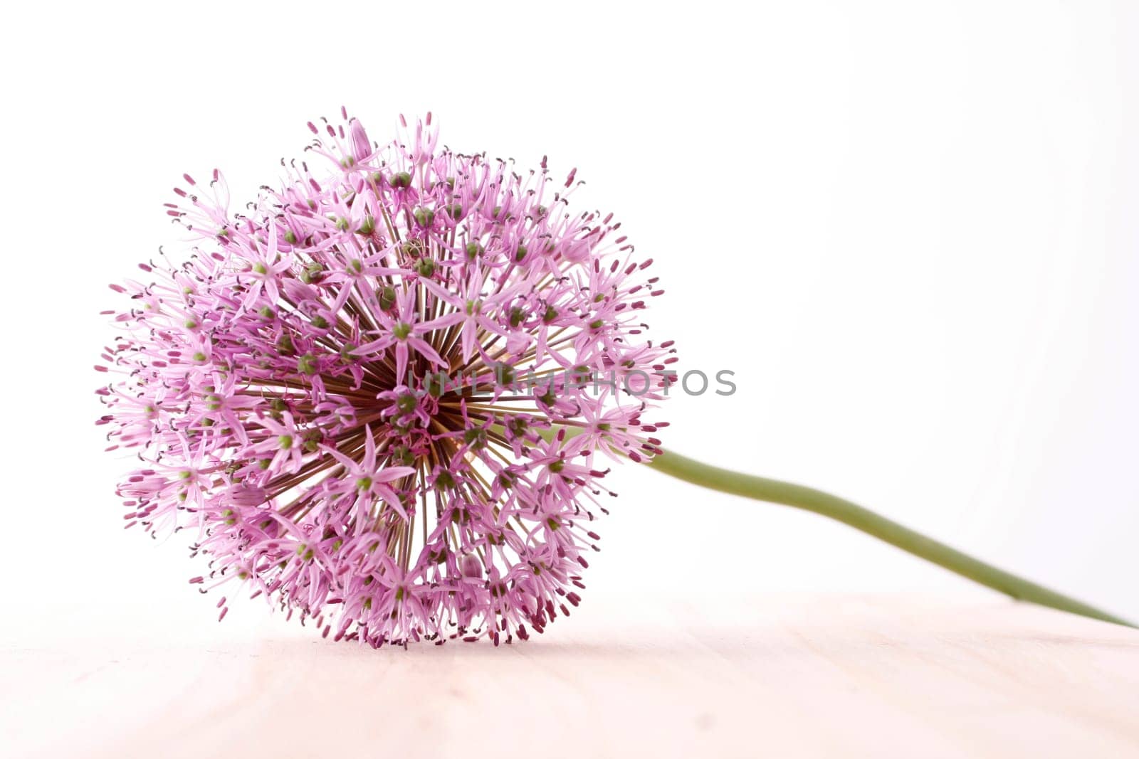 Ornamental leek - Allium