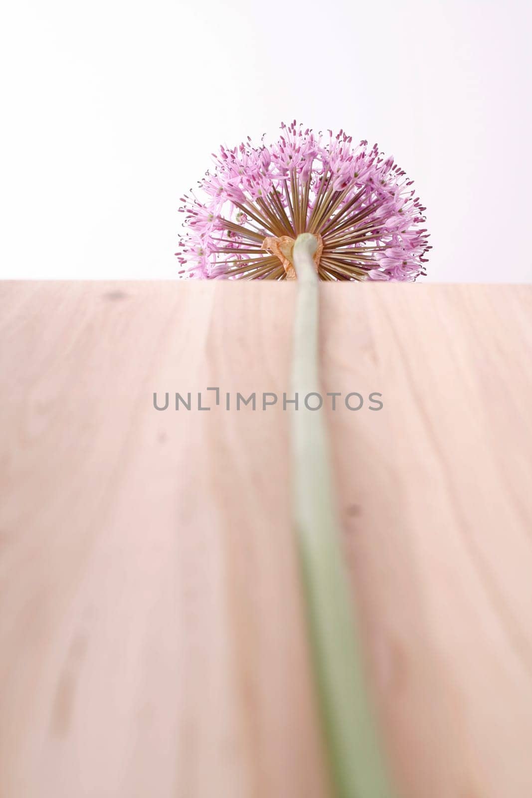 Ornamental leek - Allium