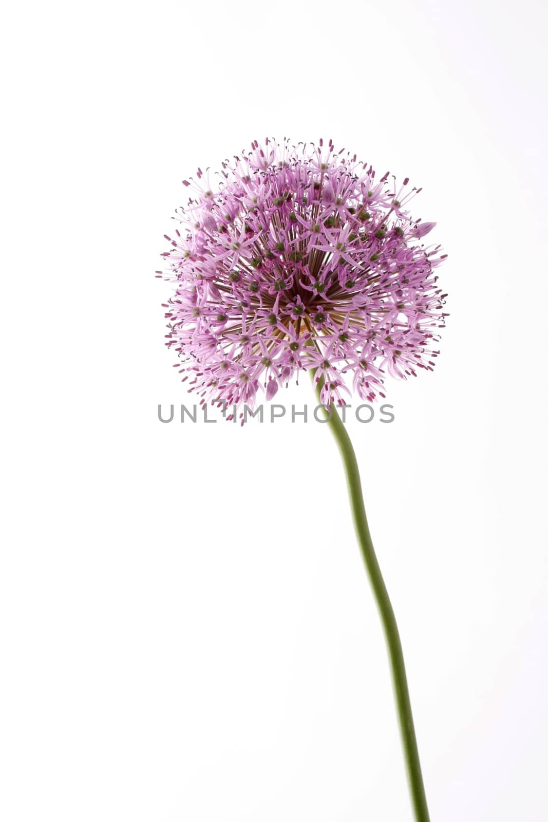 Ornamental leek - Allium