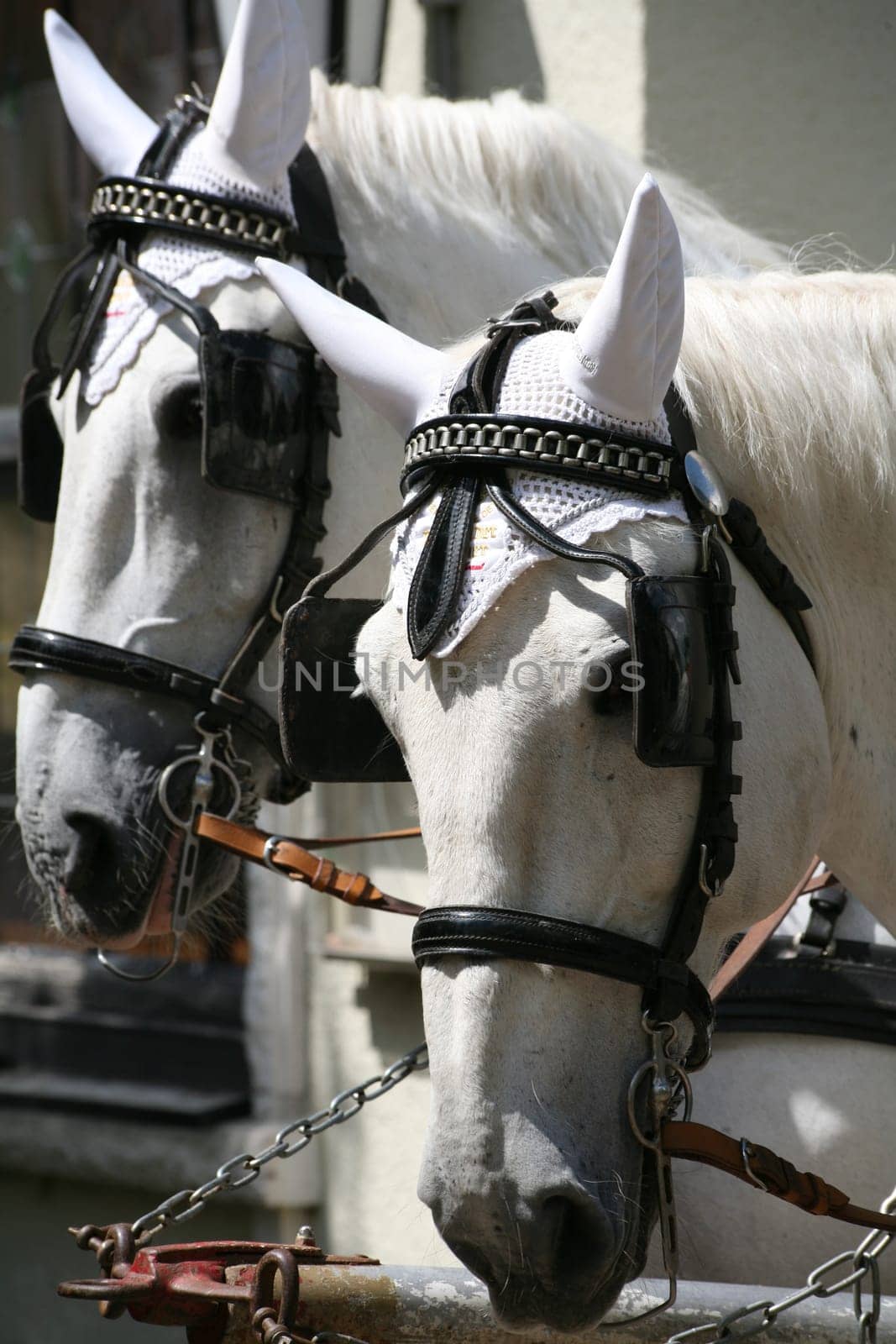 Carriage horses